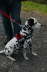 Hundeplatz