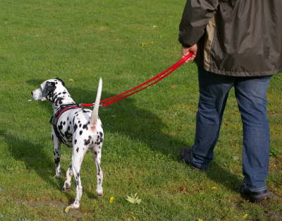 Hundeplatz